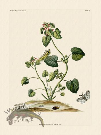 Wilkes Butterflies 044